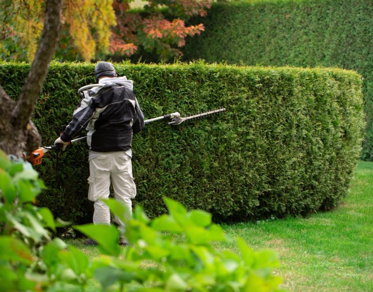 gardener-cuts-hedge-topiary-garden