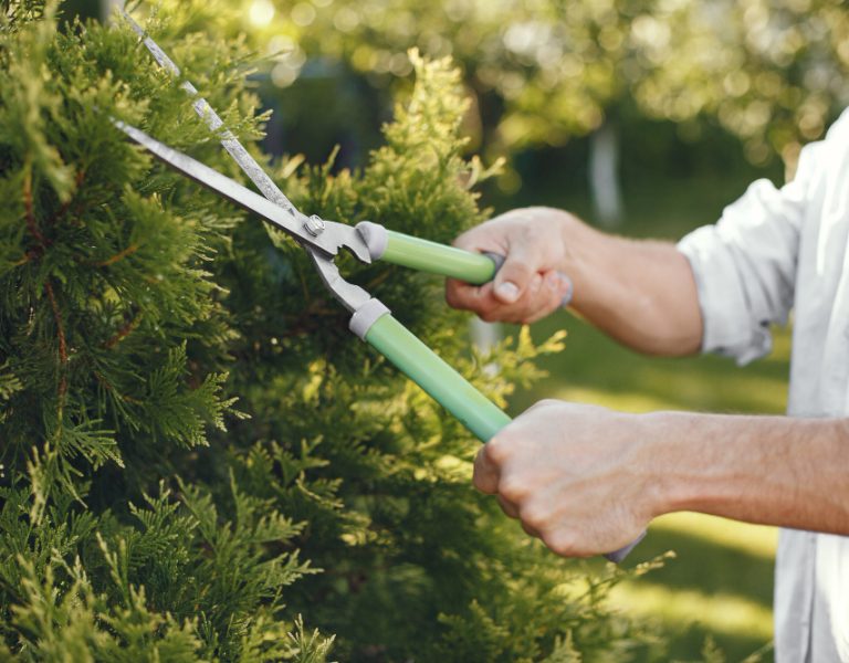 man-trimming-bough-brush-guy-works-backyard